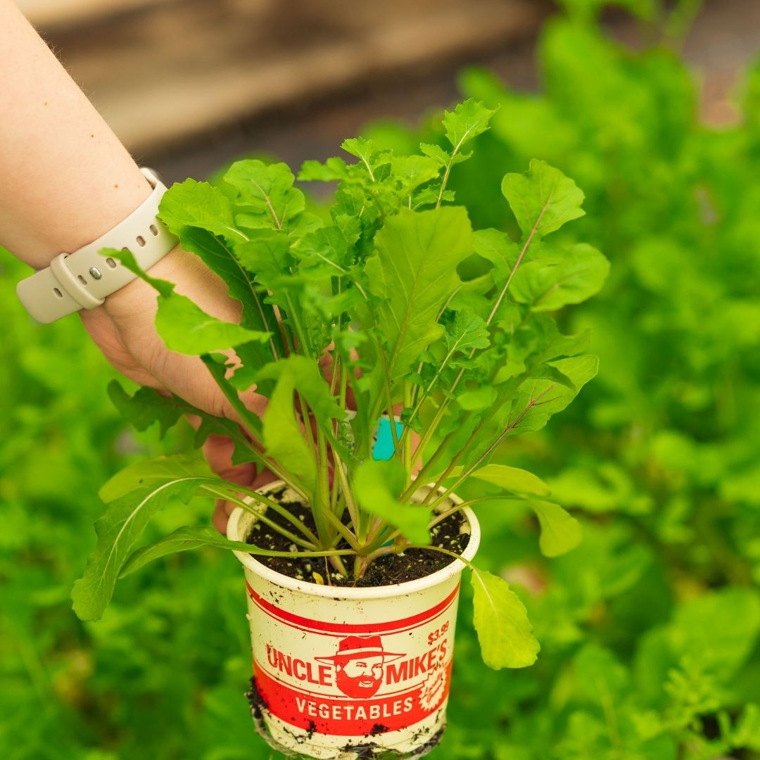 Arugula – Roquette – 4″ Pot